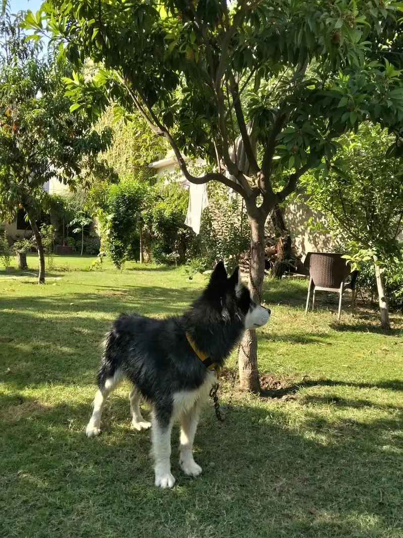Dog only for stud — photo 2
