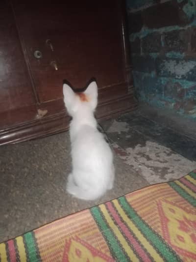 ek chhoti si white Billi
