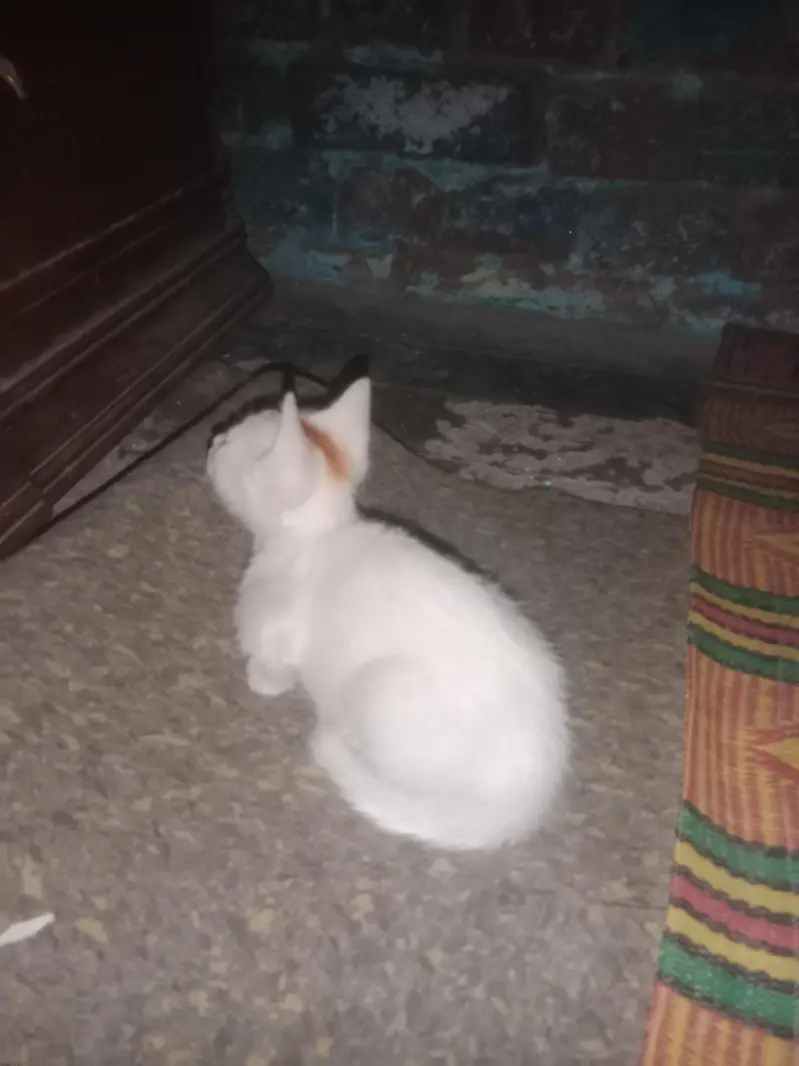 ek chhoti si white Billi — photo 2