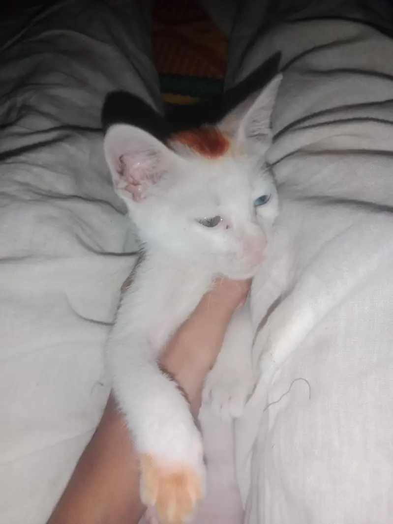 ek chhoti si white Billi — photo 3
