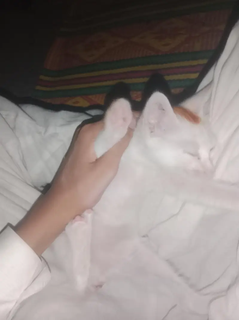 ek chhoti si white Billi — photo 4