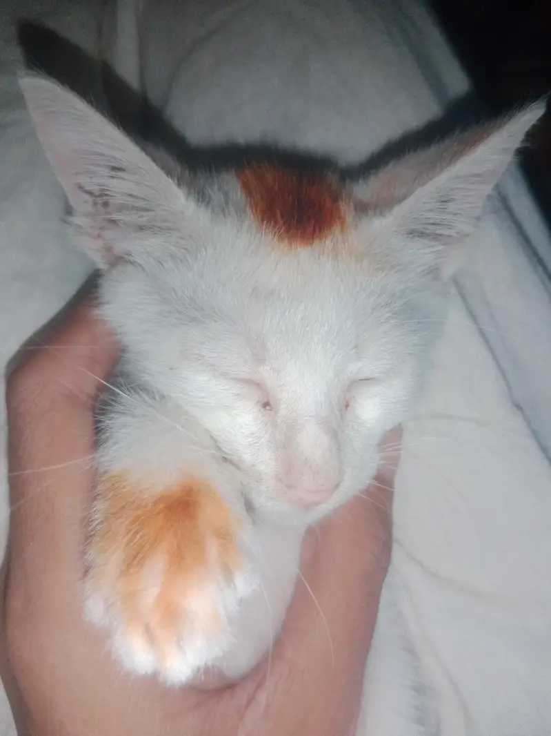 ek chhoti si white Billi — photo 5