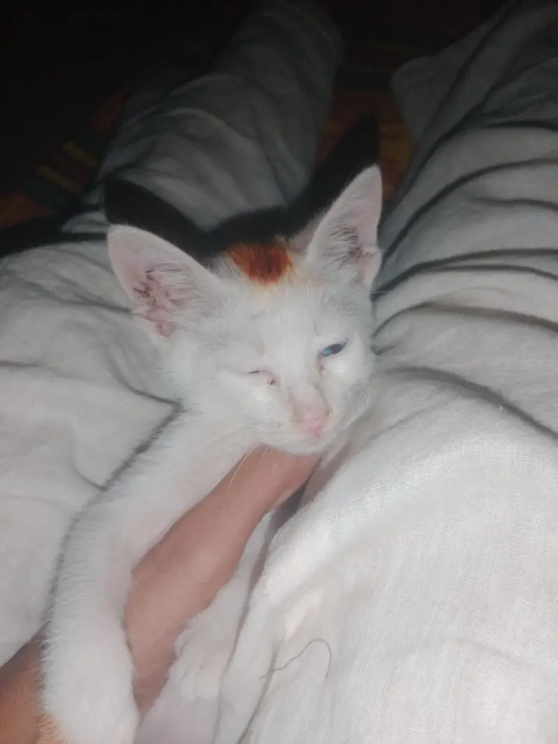ek chhoti si white Billi — photo 6