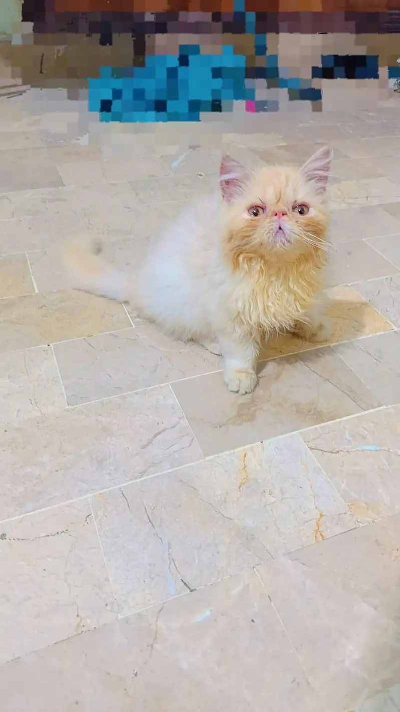 female kitten for sell/ sale