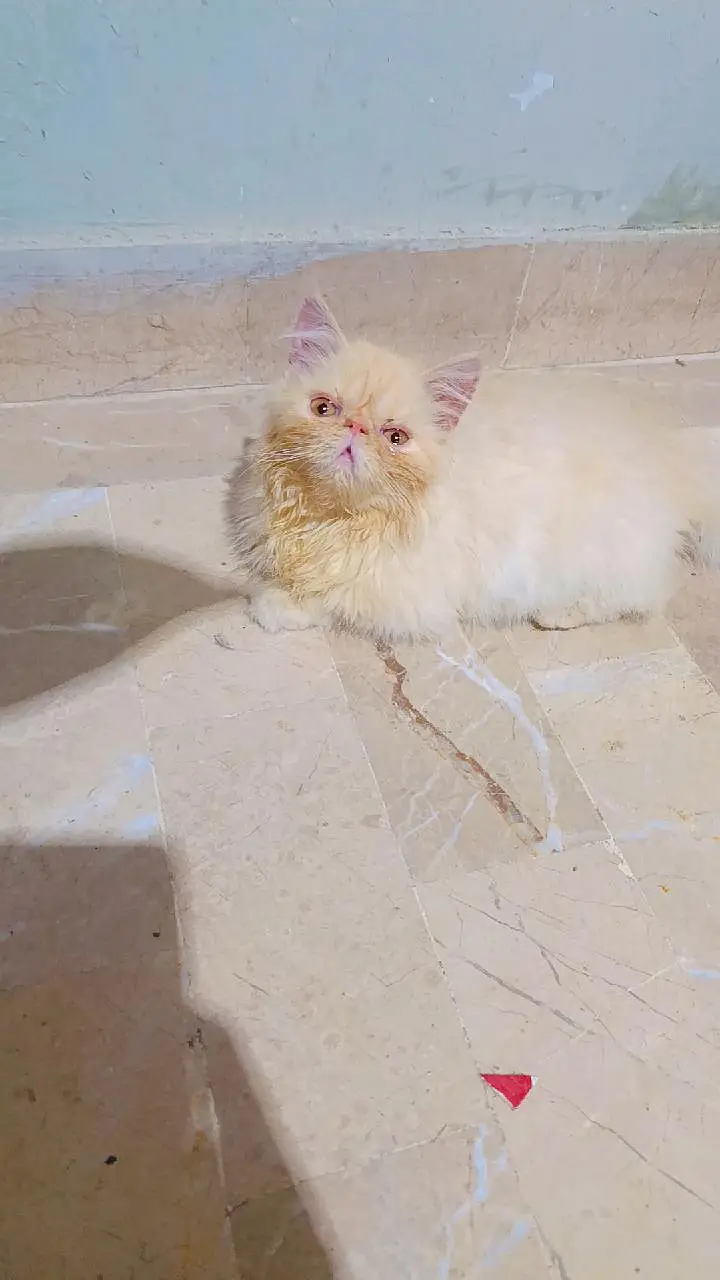 female kitten for sell/ sale — photo 2