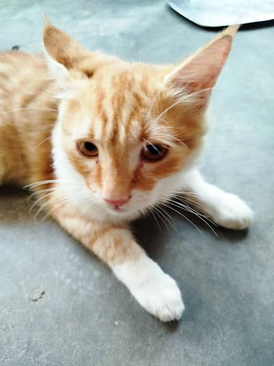 Persian Kitten Pair for sale