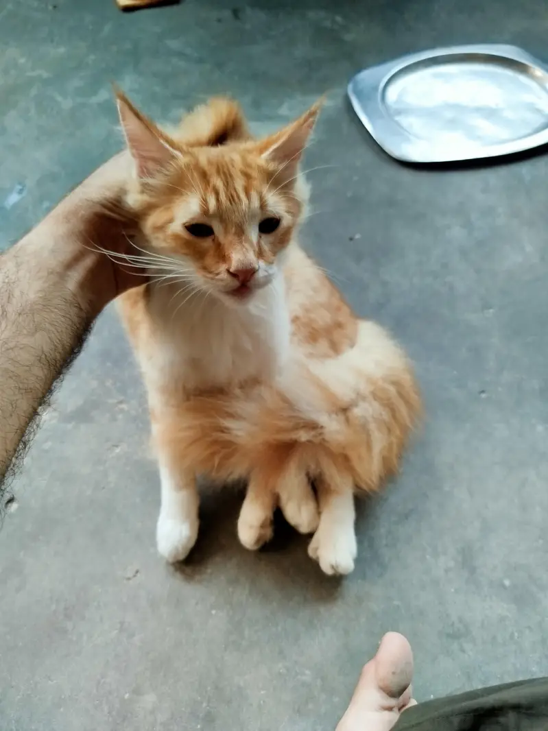 Persian Kitten Pair for sale — photo 2