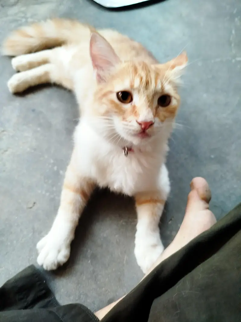 Persian Kitten Pair for sale — photo 3