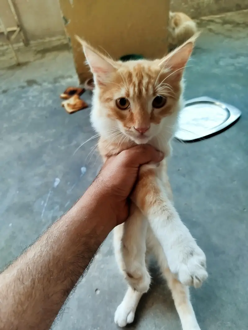 Persian Kitten Pair for sale — photo 4