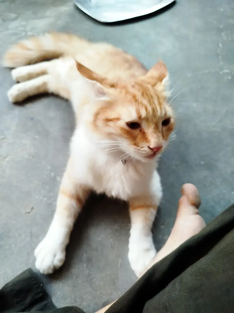 Persian Kitten Pair for sale — photo 5