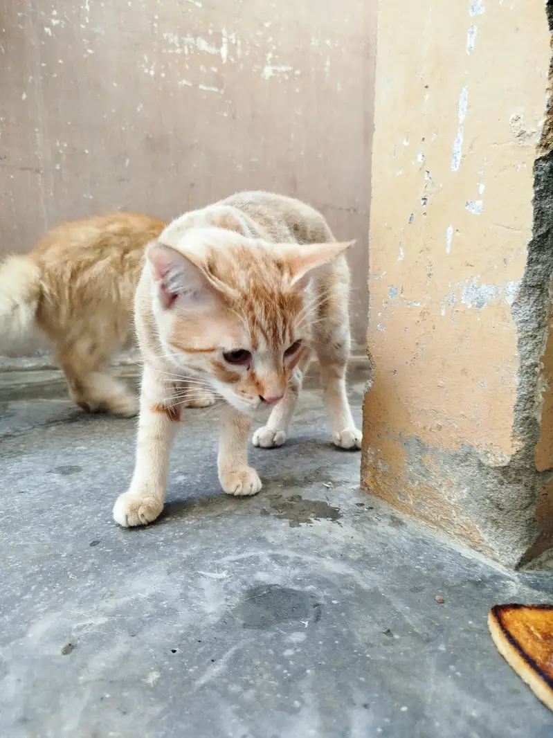 Persian Kitten Pair for sale — photo 6