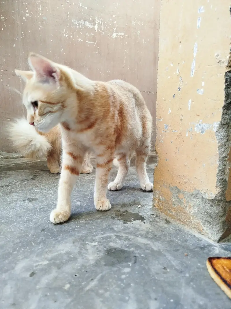 Persian Kitten Pair for sale — photo 7