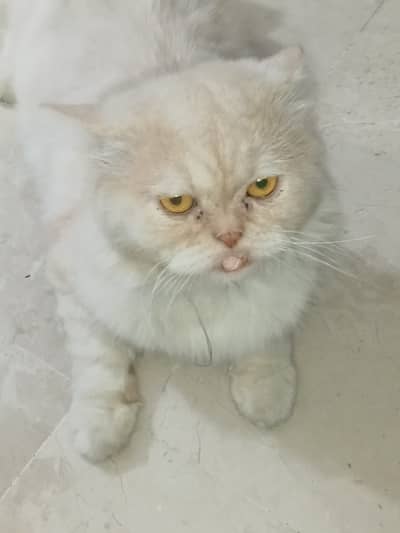 Healthy Pure Punch Face Cream Persian Male Cat for Sale