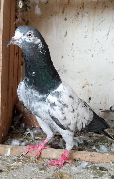 teddy sakhi bhati , Saharanpuri, battery , 35 waly,golden ,dub waly