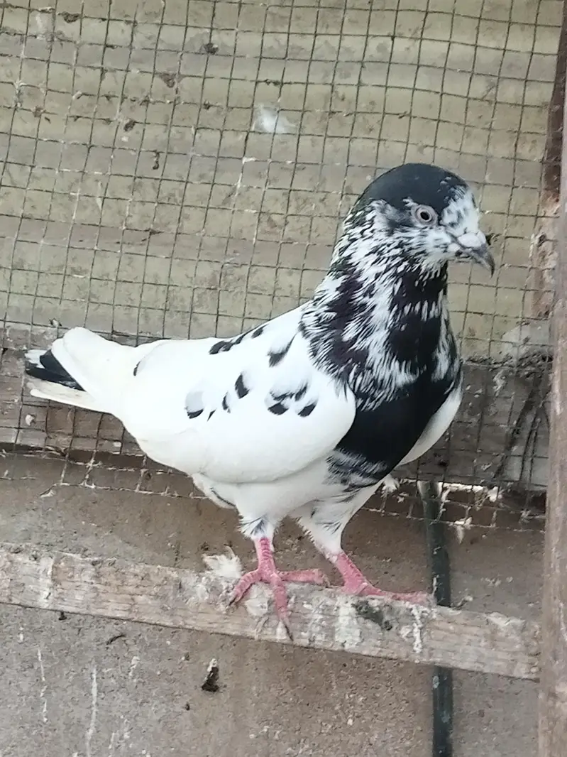 teddy sakhi bhati , Saharanpuri, battery , 35 waly,golden ,dub waly — photo 8