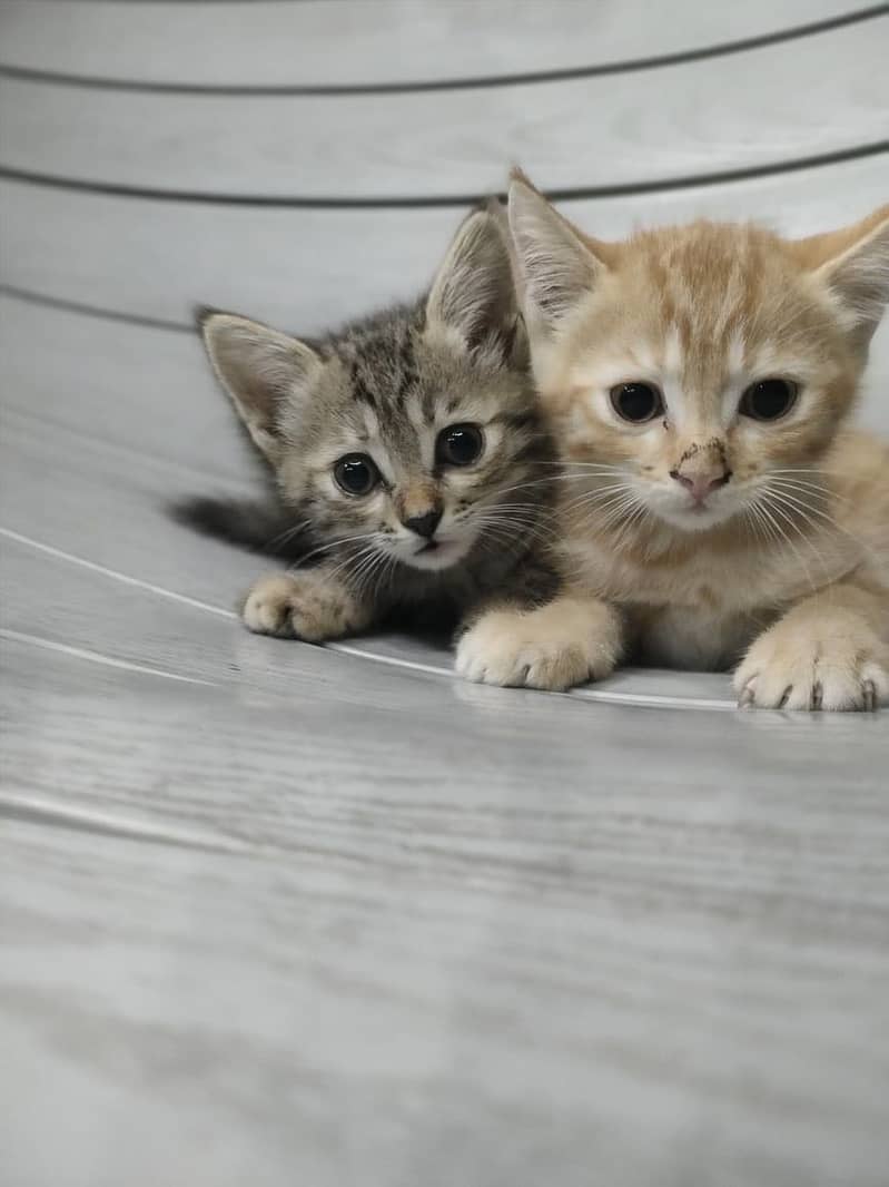 Kittens for adoption 0