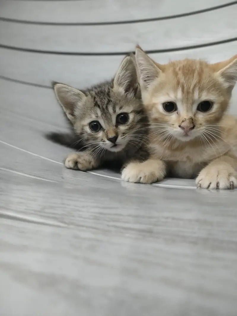 Kittens for adoption