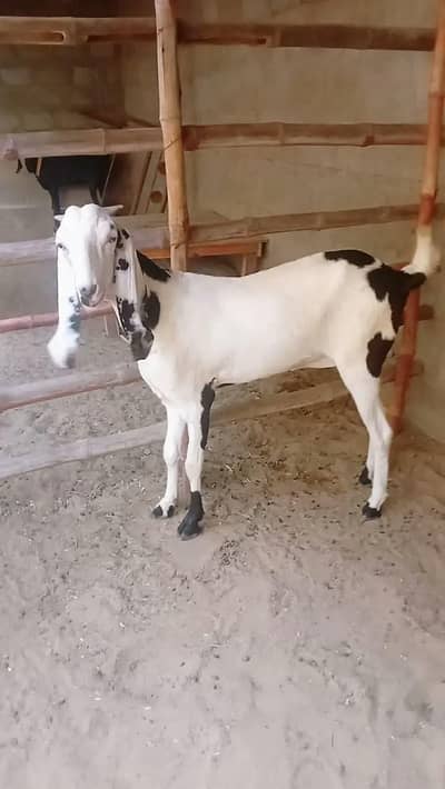 Rajanpuri ablak bakri