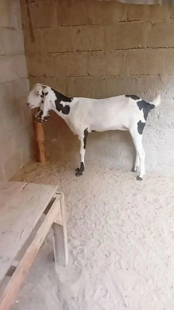 Rajanpuri ablak bakri — photo 2