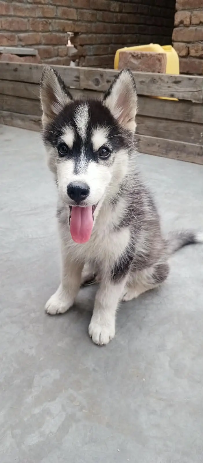 Husky mother female and male Husky puppy Brown and white colour