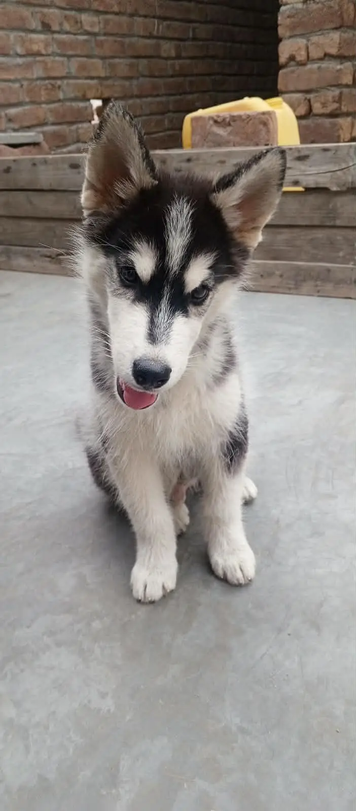 Husky mother female and male Husky puppy Brown and white colour — photo 2