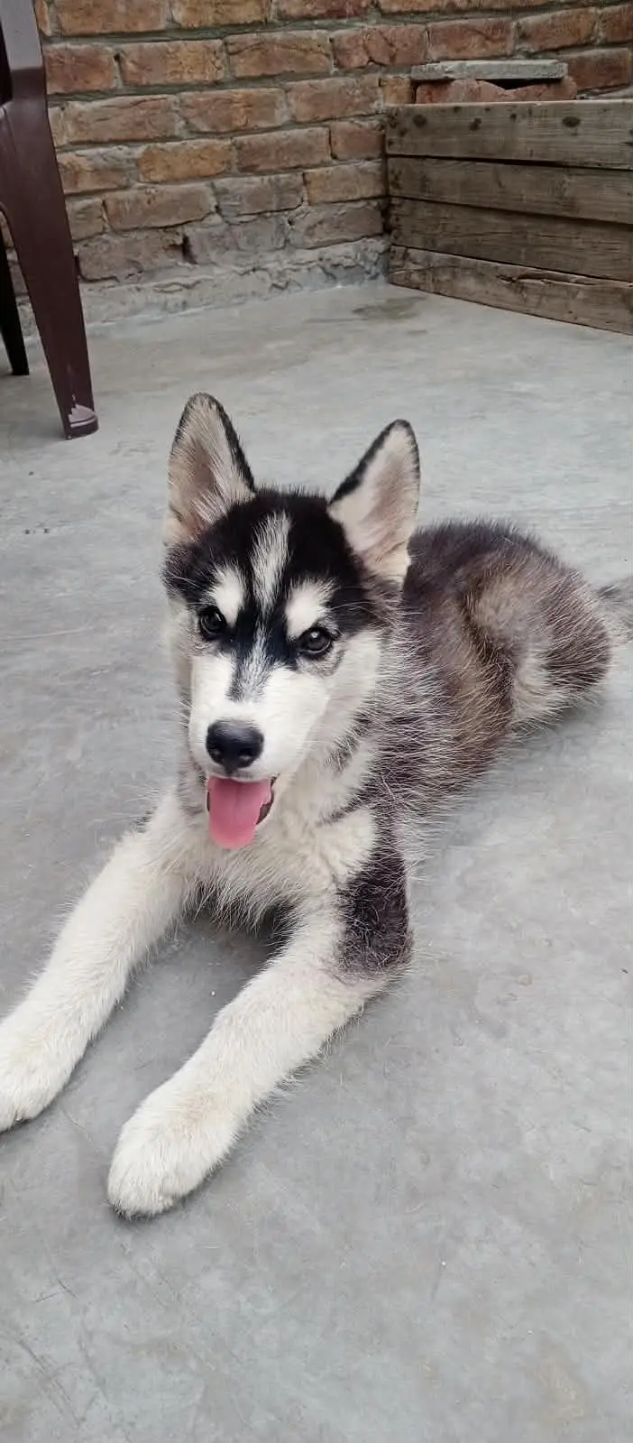 Husky mother female and male Husky puppy Brown and white colour — photo 3