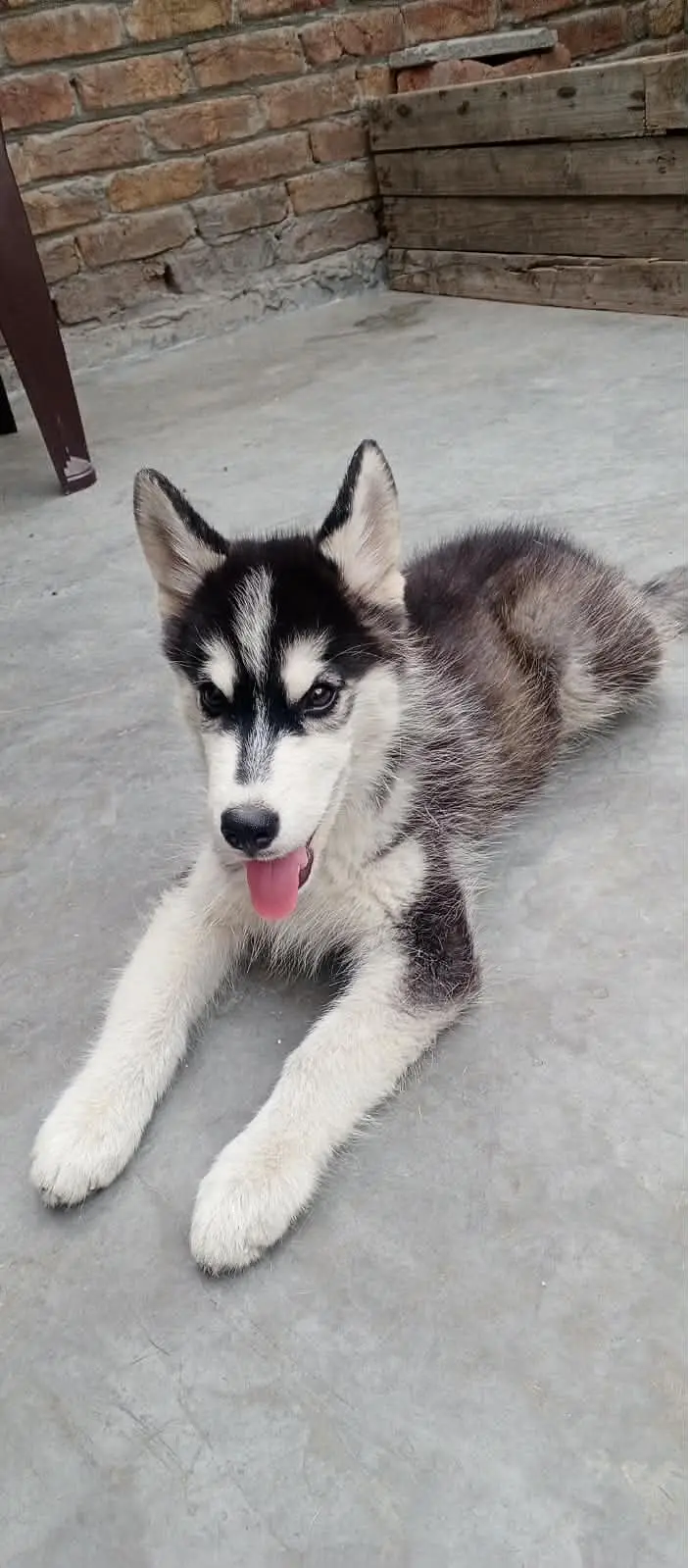 Husky mother female and male Husky puppy Brown and white colour — photo 4