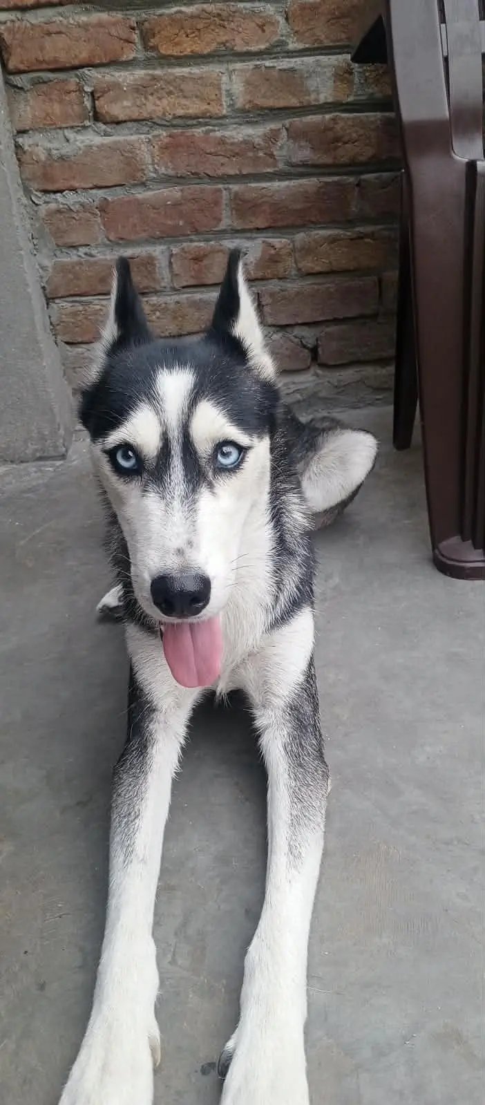 Husky mother female and male Husky puppy Brown and white colour — photo 5