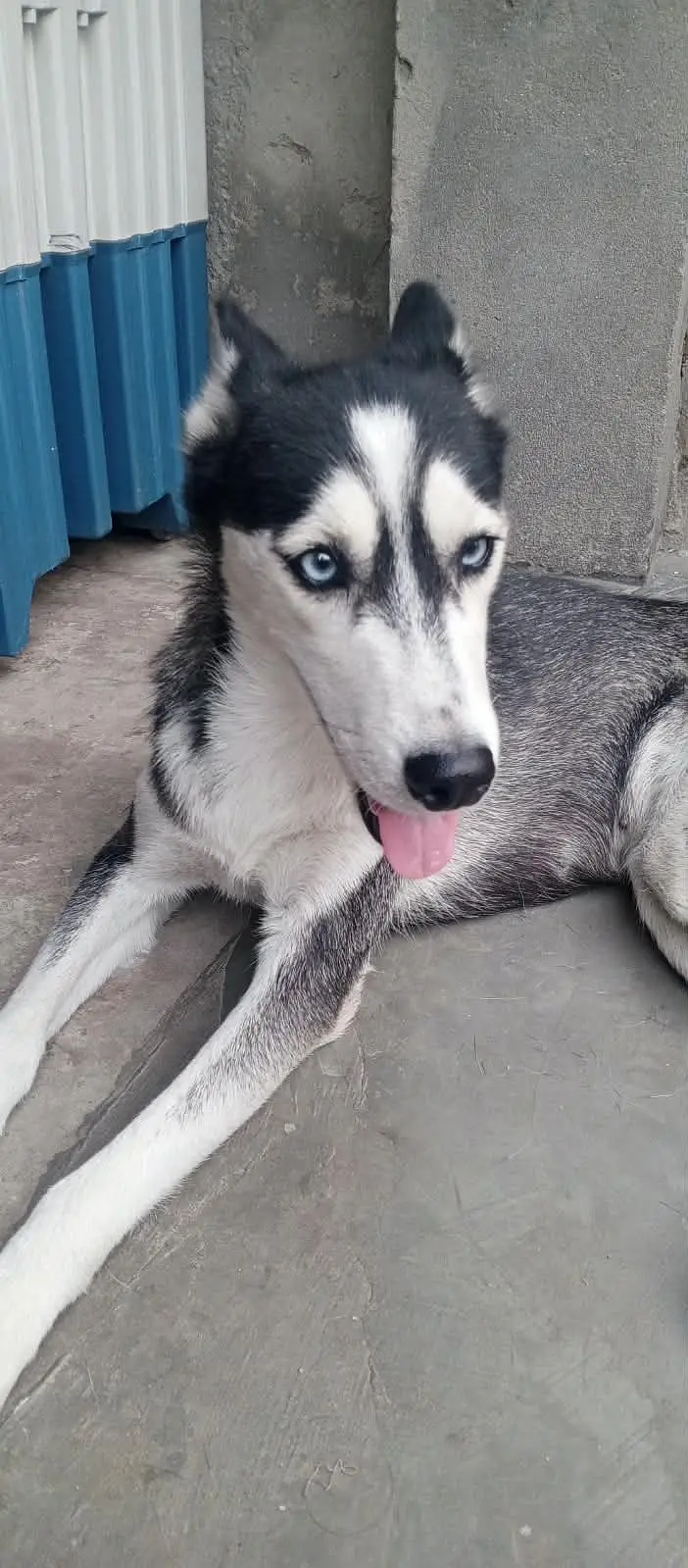 Husky mother female and male Husky puppy Brown and white colour — photo 6