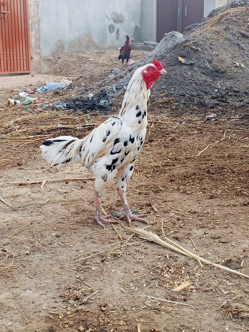 mianwali beauty