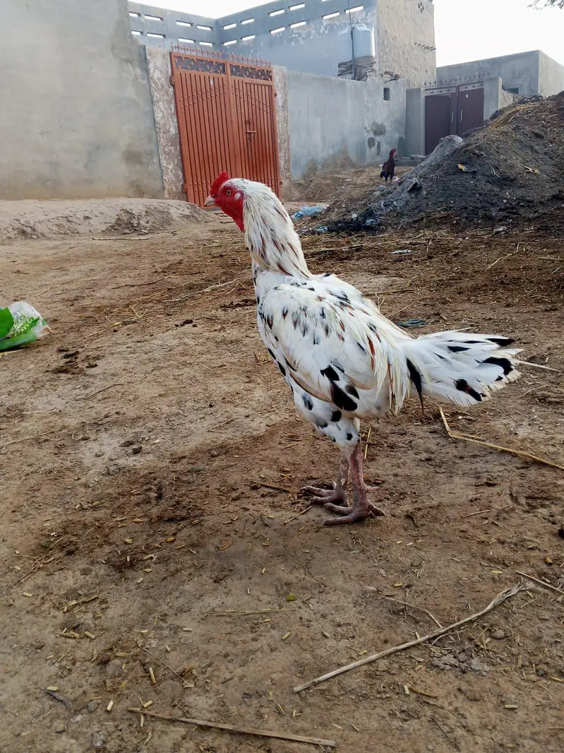 mianwali beauty — photo 3