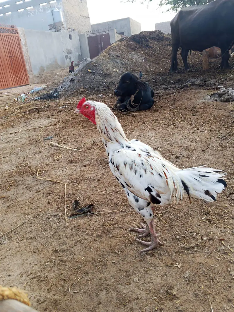 mianwali beauty — photo 4