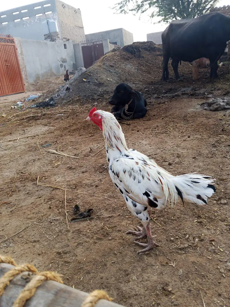 mianwali beauty — photo 5