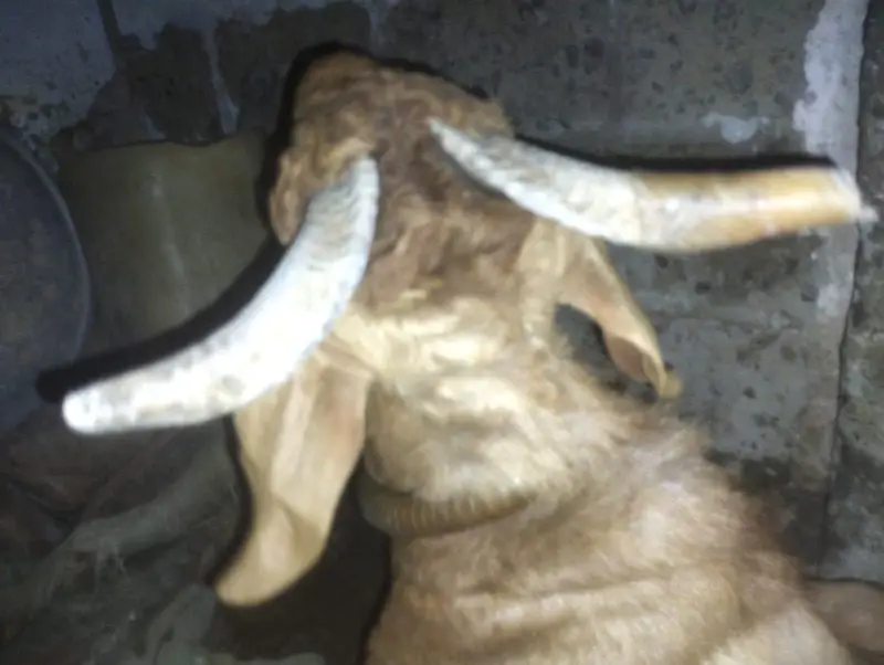 Full active tappra mastic sy bharpor breeder — photo 2