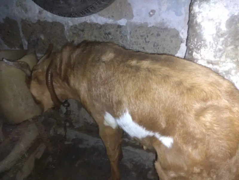 Full active tappra mastic sy bharpor breeder — photo 3