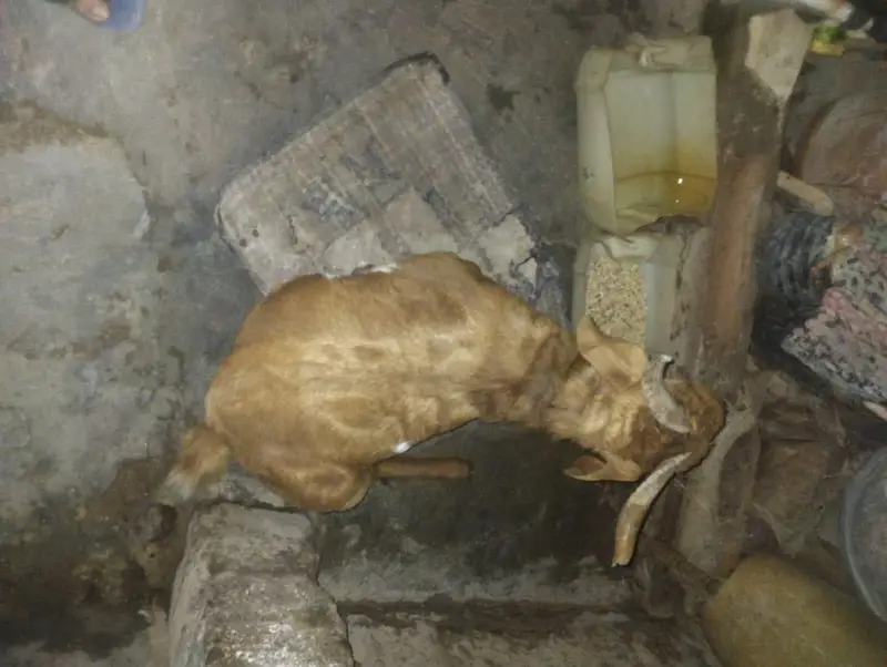 Full active tappra mastic sy bharpor breeder — photo 4