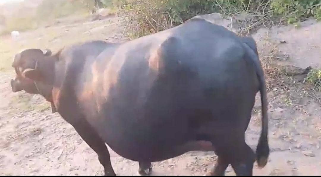 buffalo 0