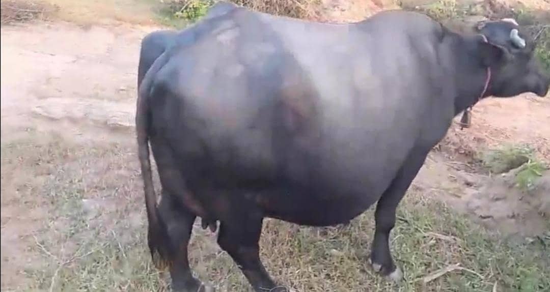 buffalo 1