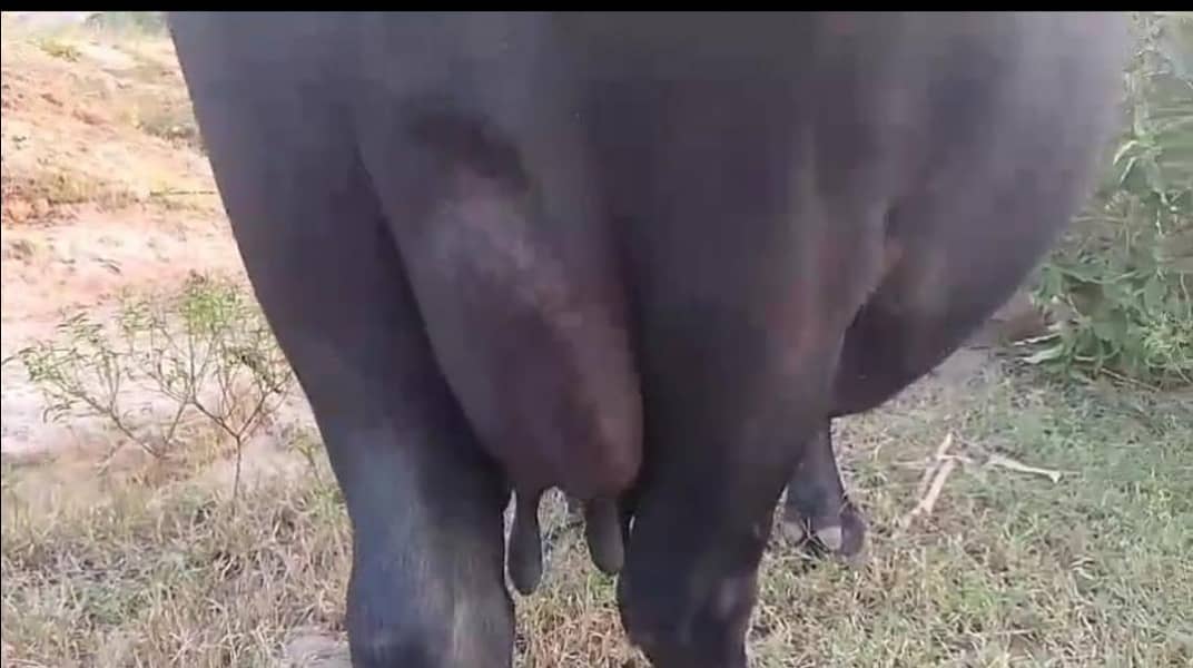 buffalo 2