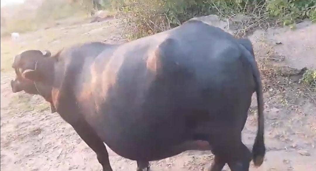 buffalo 3
