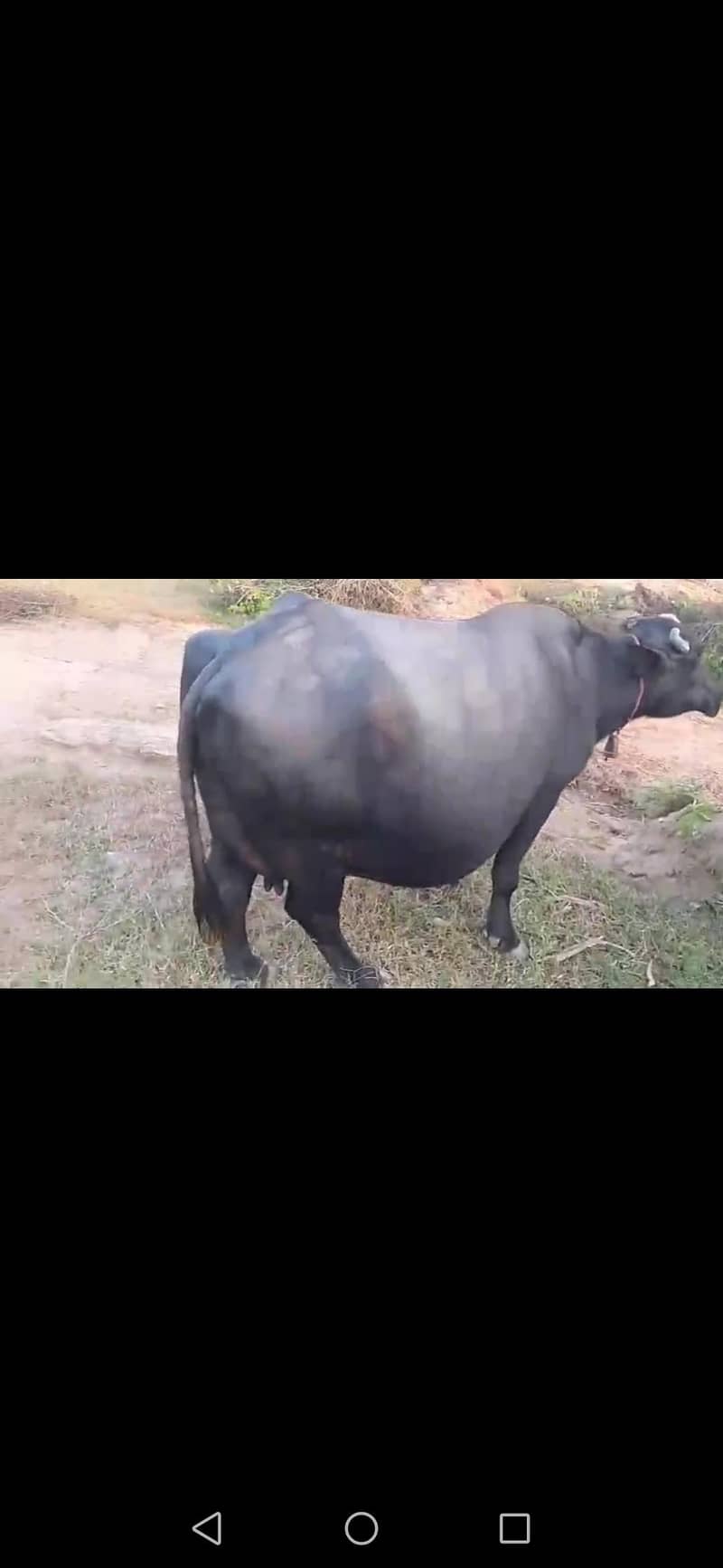 buffalo 4