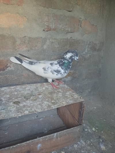 Bataira chapra feroz Puri Kamagar pigeon available in reasonable price