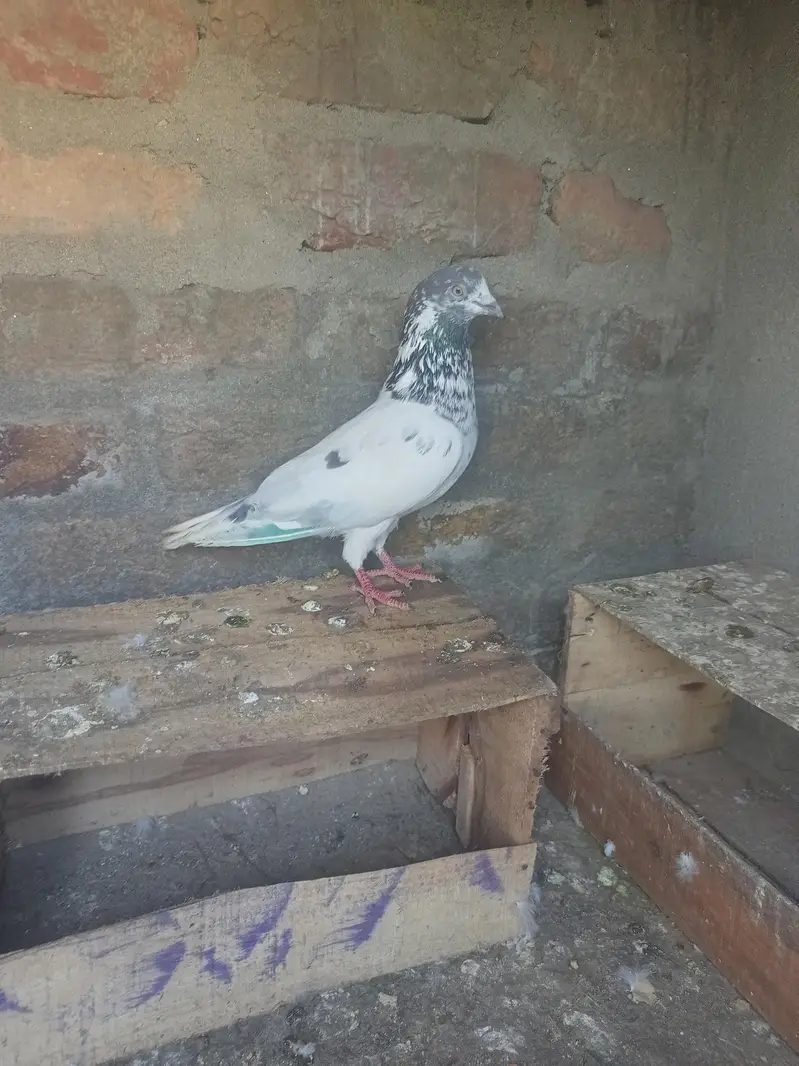 Bataira chapra feroz Puri Kamagar pigeon available in reasonable price — photo 2