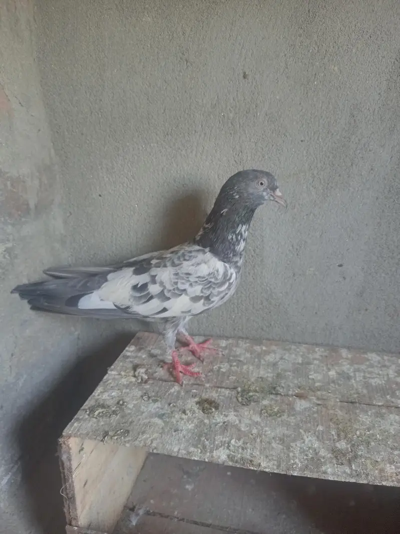 Bataira chapra feroz Puri Kamagar pigeon available in reasonable price — photo 3