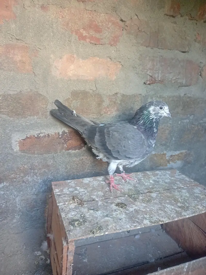Bataira chapra feroz Puri Kamagar pigeon available in reasonable price — photo 4