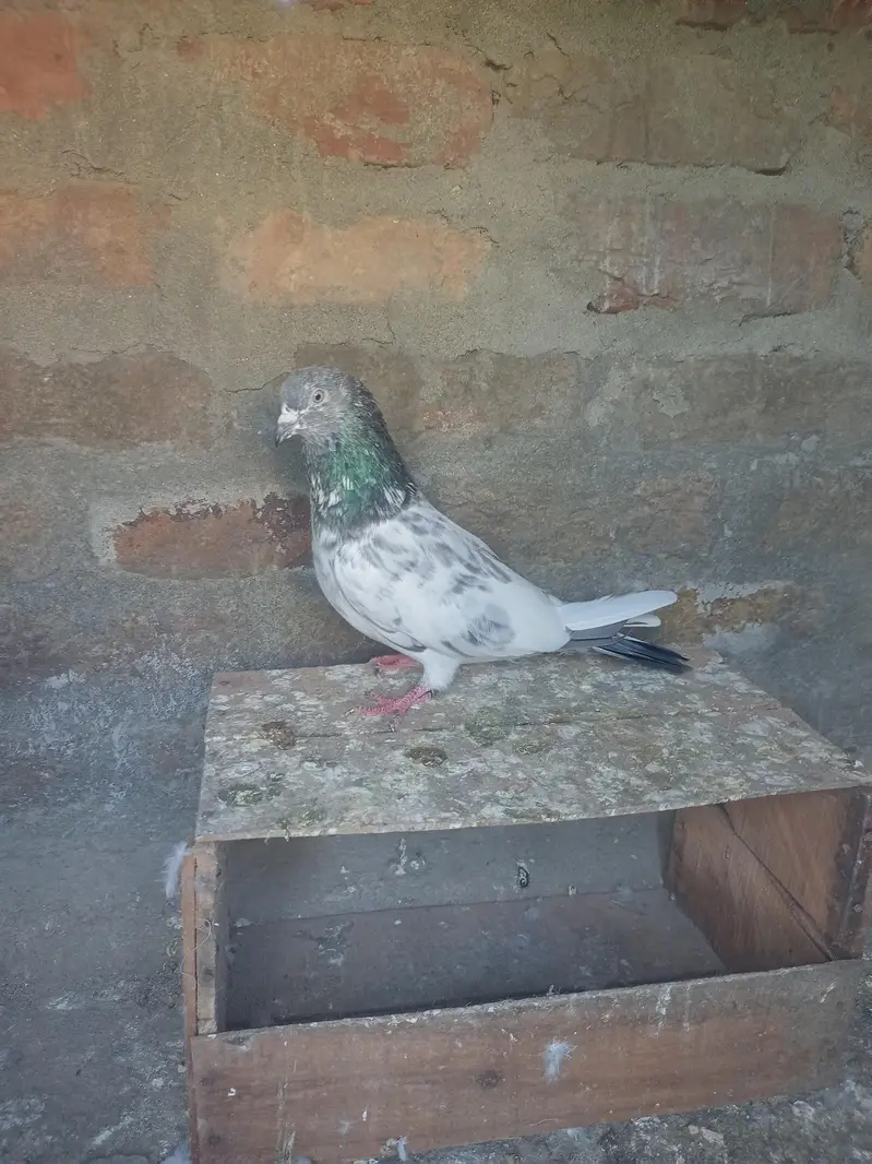Bataira chapra feroz Puri Kamagar pigeon available in reasonable price — photo 5