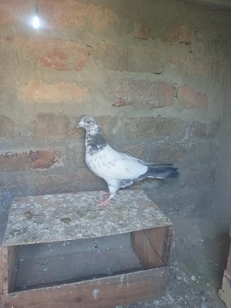 Bataira chapra feroz Puri Kamagar pigeon available in reasonable price — photo 6