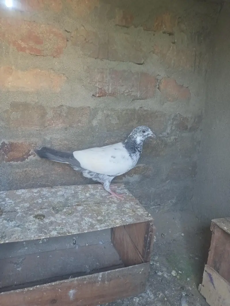 Bataira chapra feroz Puri Kamagar pigeon available in reasonable price — photo 7