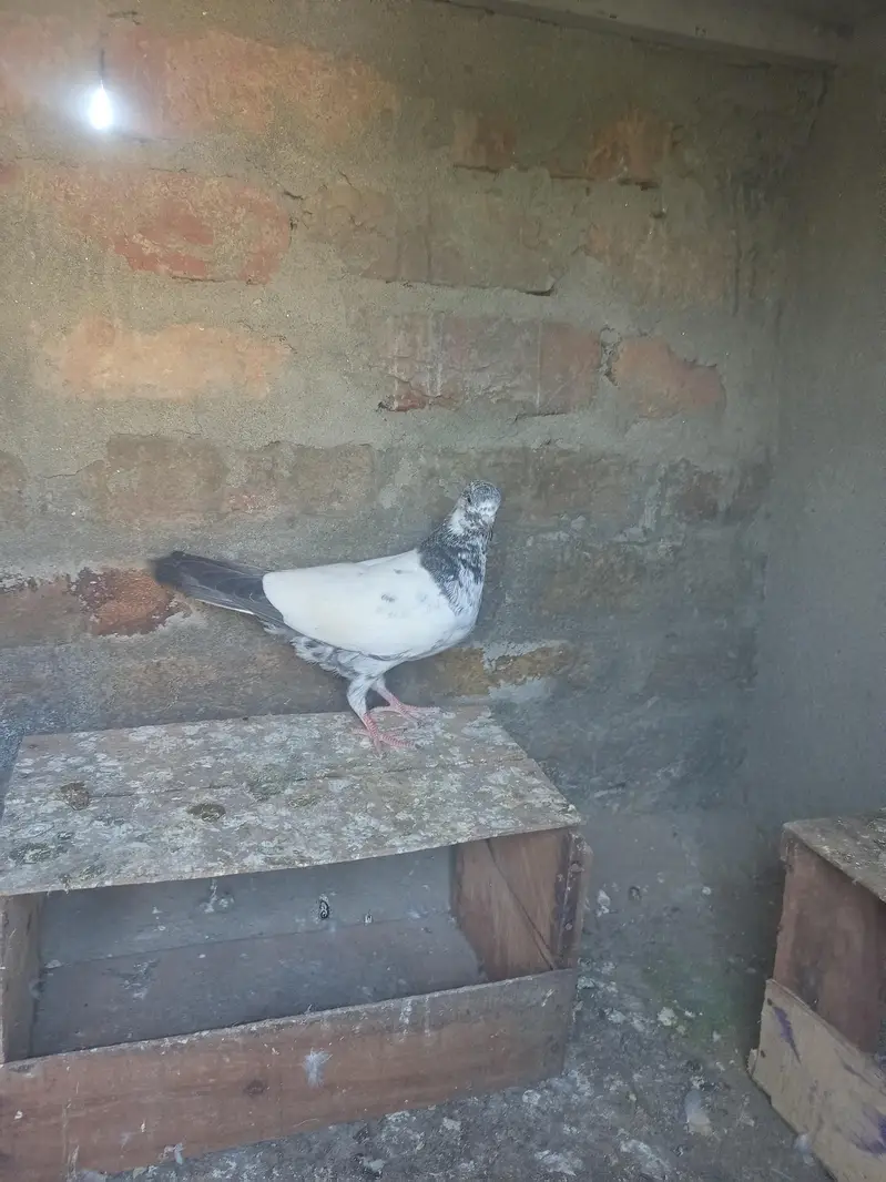 Bataira chapra feroz Puri Kamagar pigeon available in reasonable price — photo 8
