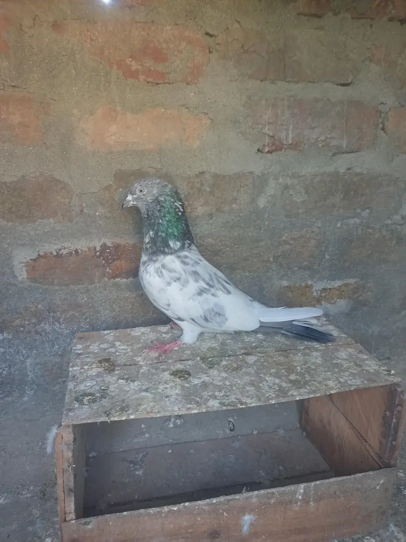 Bataira chapra feroz Puri Kamagar pigeon available in reasonable price — photo 9
